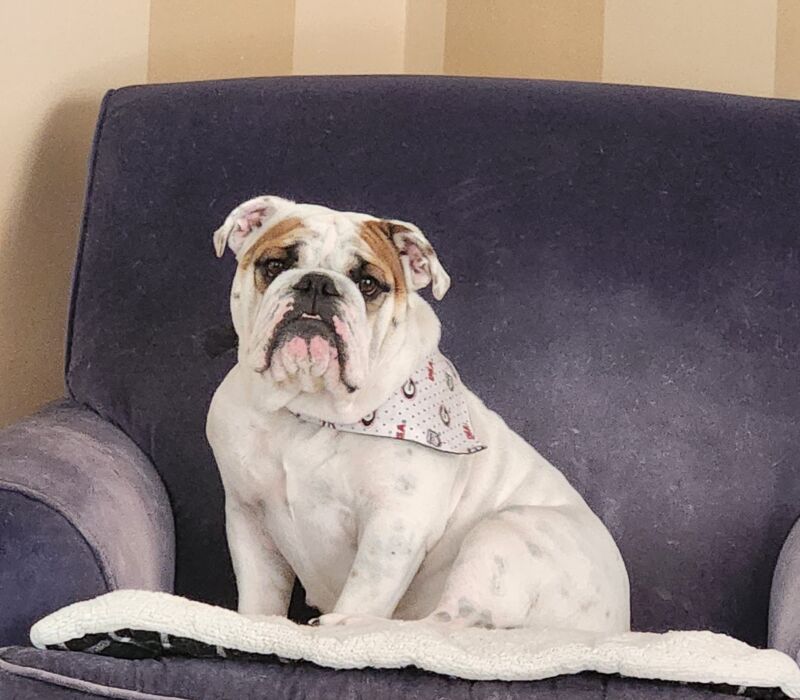 BTS Bulldogs