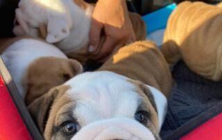 bulldogpuppies