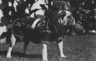 memorialbulldog