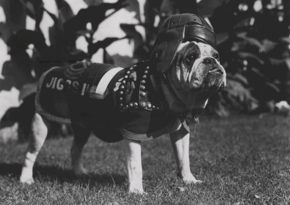 memorialbulldog
