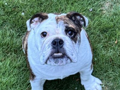 Encore Bulldogs