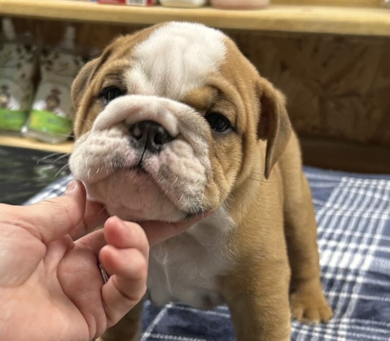 Kelley Ensminger - Ace Bullies
