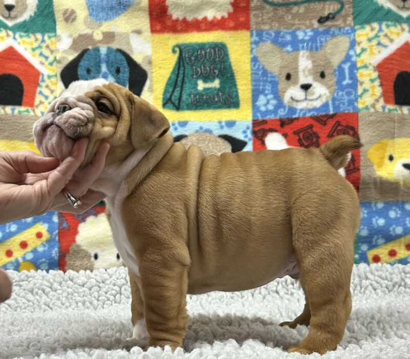 Kelley Ensminger - Ace Bullies