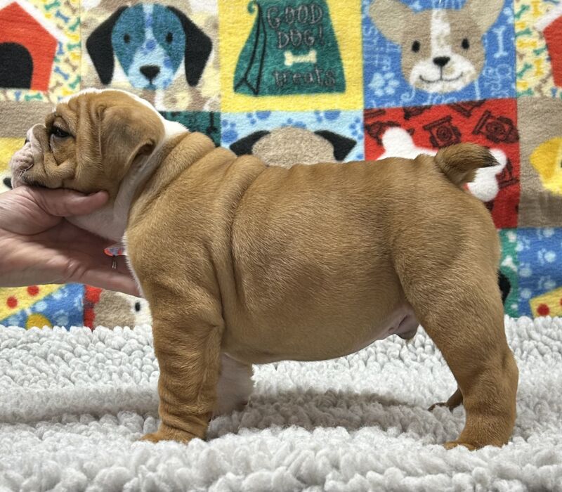 Kelley Ensminger - Ace Bullies