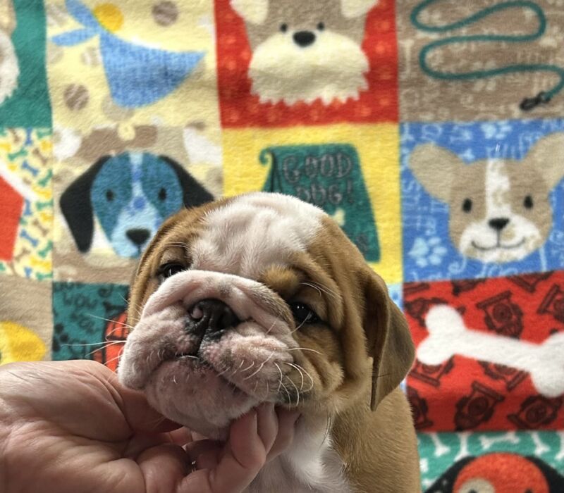 Kelley Ensminger - Ace Bullies