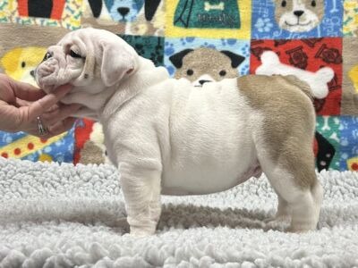 Kelley Ensminger - Ace Bullies