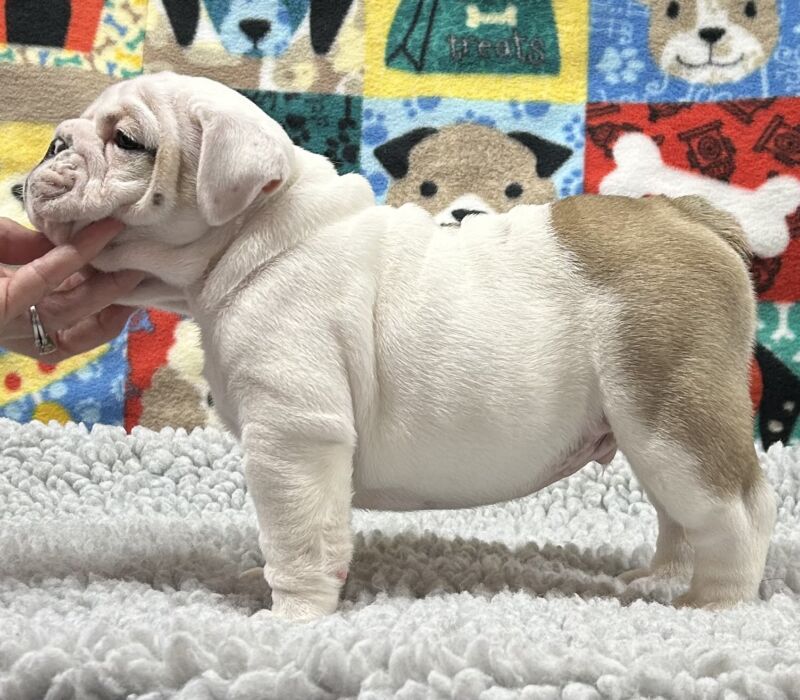 Kelley Ensminger - Ace Bullies