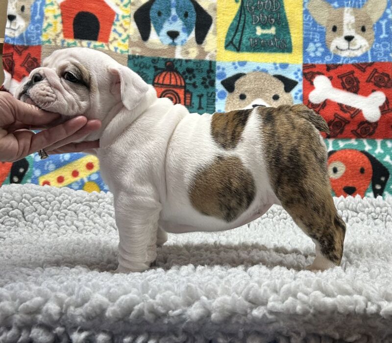 Kelley Ensminger - Ace Bullies