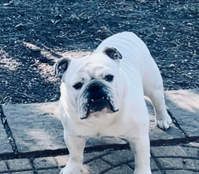 Chris king - Ch male available