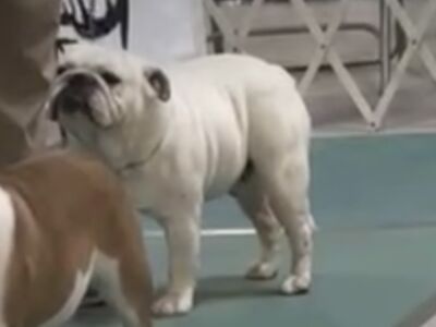 Chris king - Ch male available