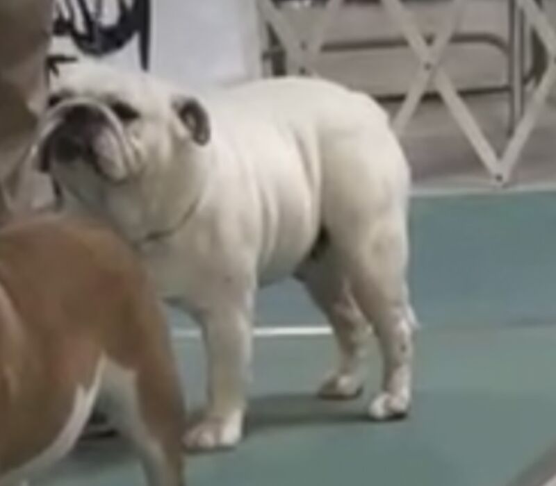 Chris king - Ch male available