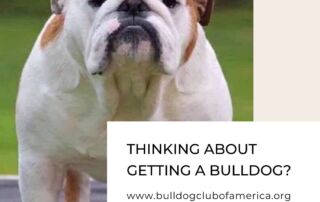bulldogsfamily