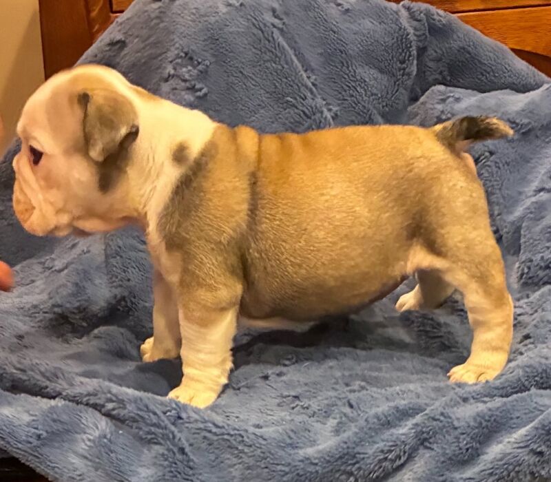 K&K Fat Bottom Bulldogs