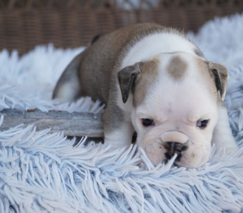 K&K Fat Bottom Bulldogs