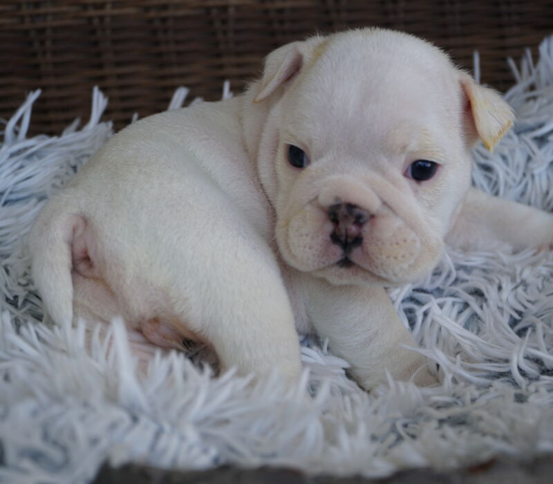 K&K Fat Bottom Bulldogs