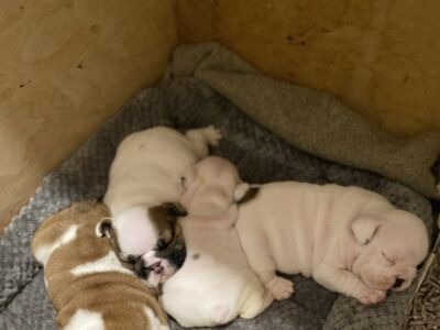 Classaybulldogs