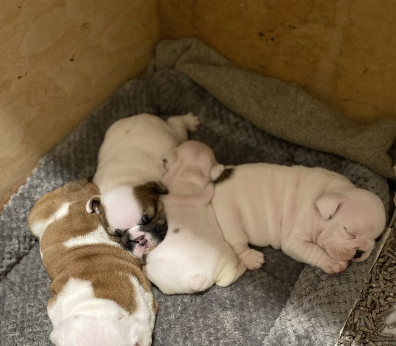 Classaybulldogs