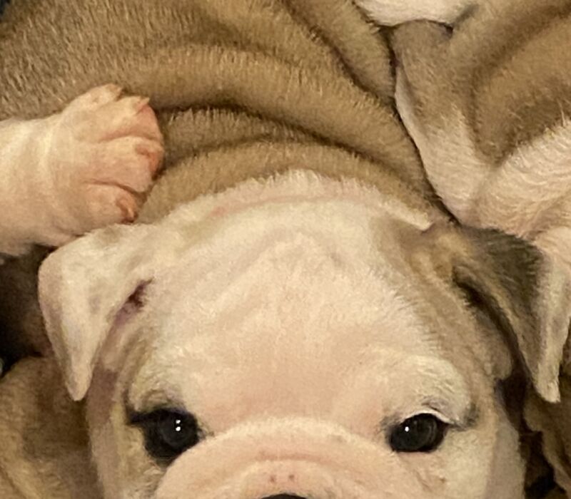 K&K Fat Bottom Bulldogs