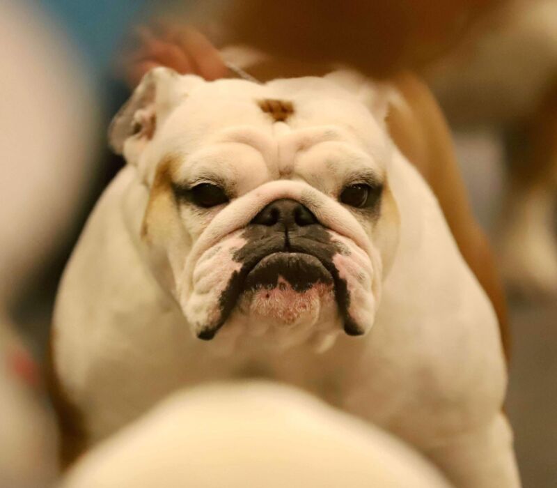 Classaybulldogs