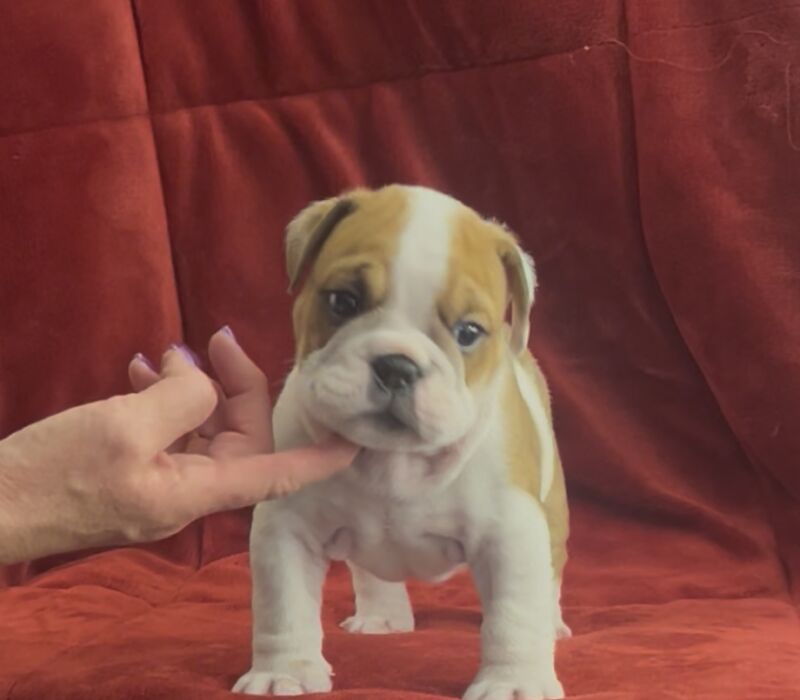 Bomber Bulldogs