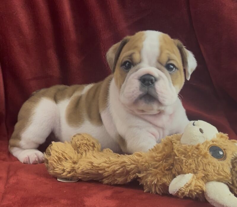 Bomber Bulldogs