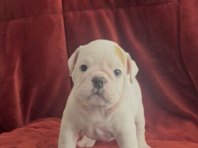Bomber Bulldogs