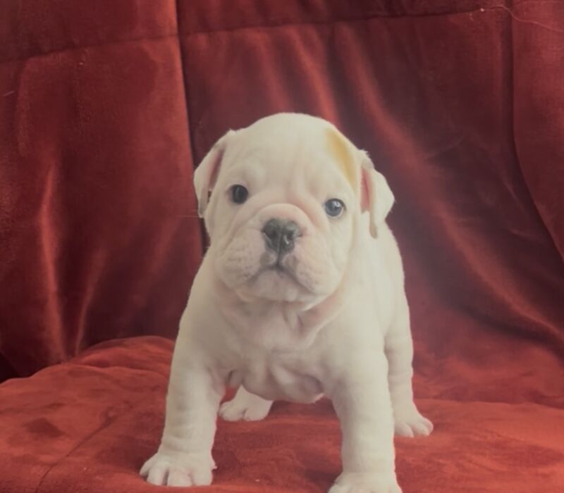 Bomber Bulldogs