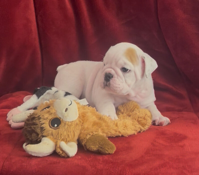 Bomber Bulldogs