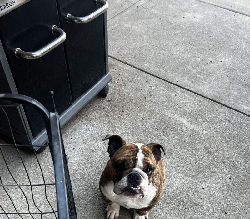 Erica - Bomber Bulldogs