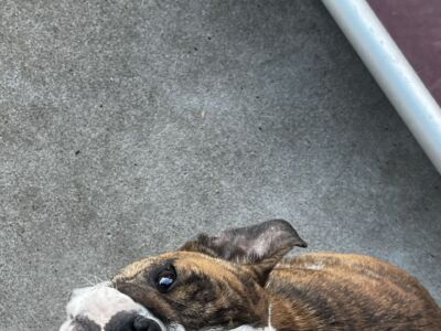 Erica - Bomber Bulldogs