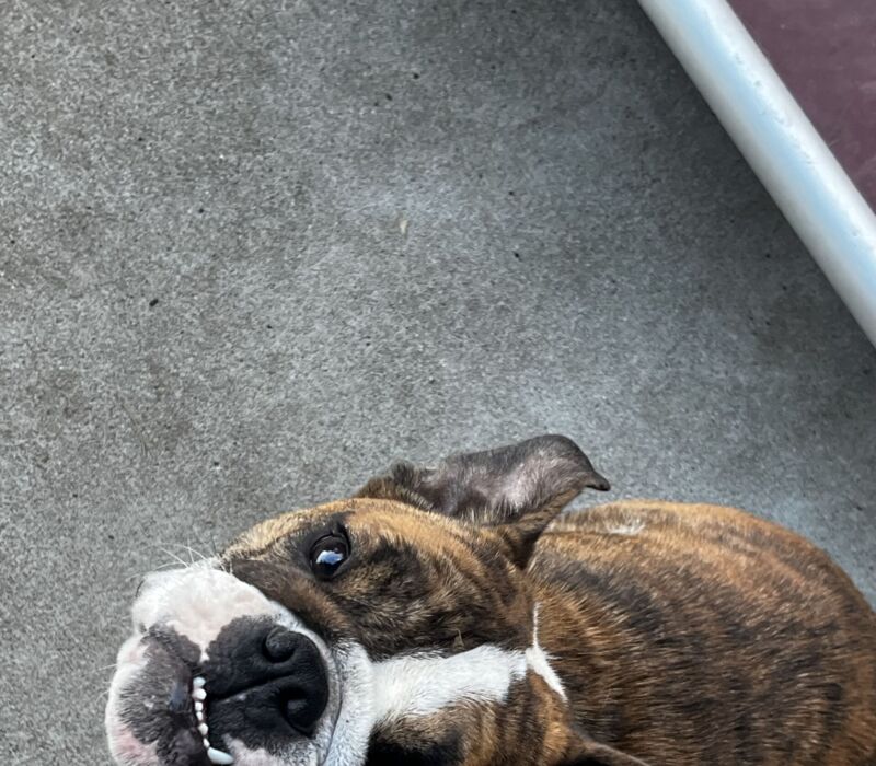 Erica - Bomber Bulldogs