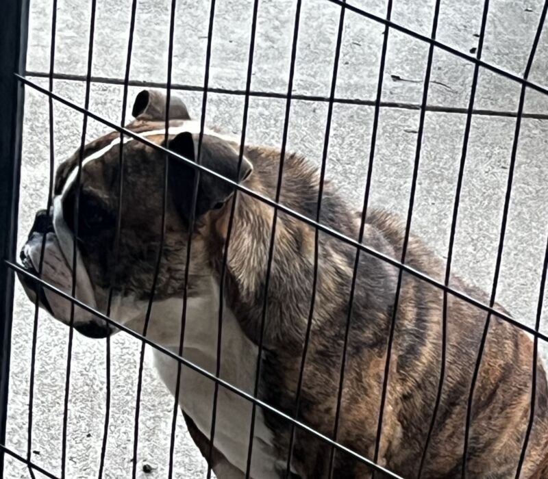 Erica - Bomber Bulldogs