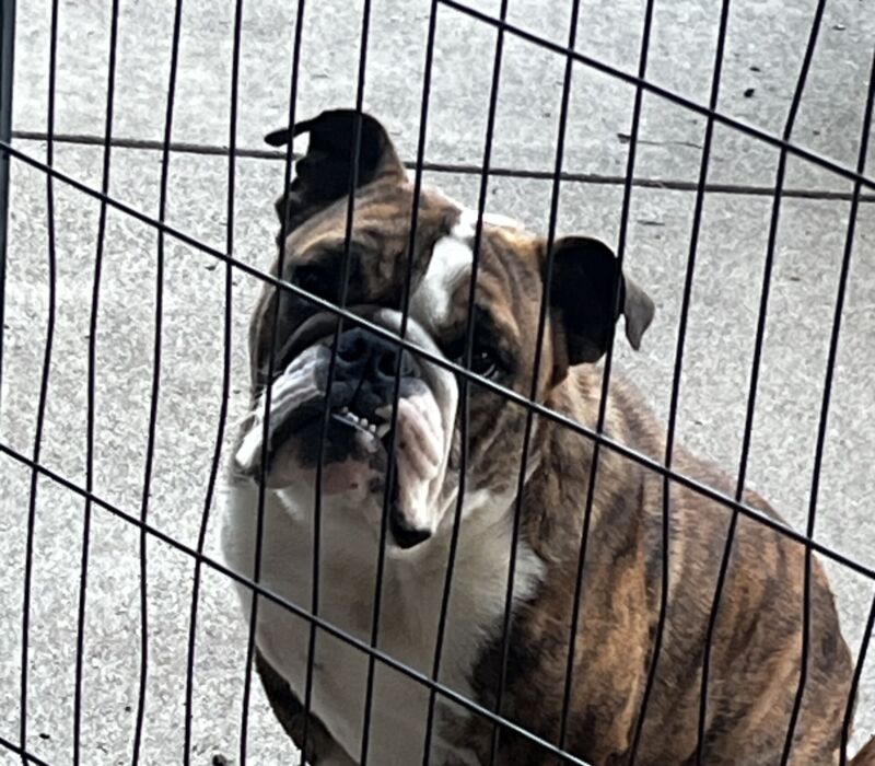 Erica - Bomber Bulldogs
