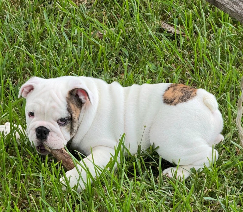 On The Rollin 7 Bulldogs