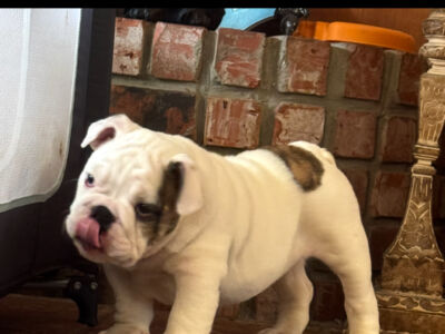 On The Rollin 7 Bulldogs