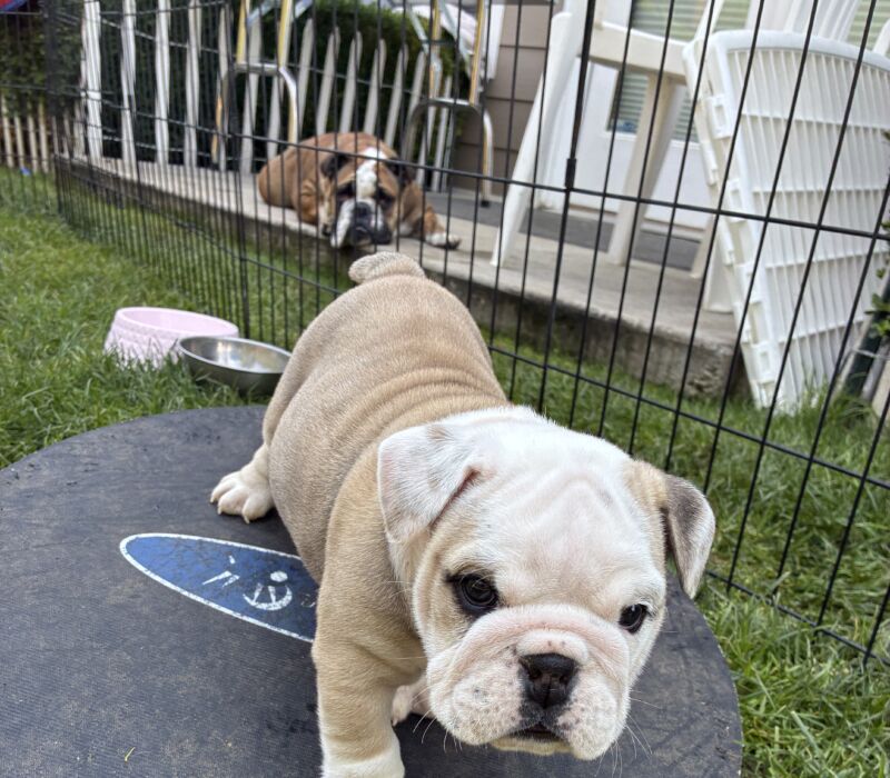 K&K Fat Bottom Bulldogs