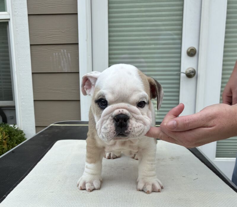 K&K Fat Bottom Bulldogs