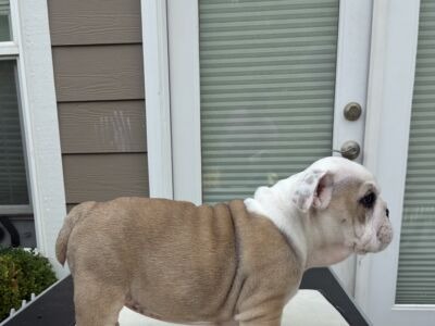 K&K Fat Bottom Bulldogs
