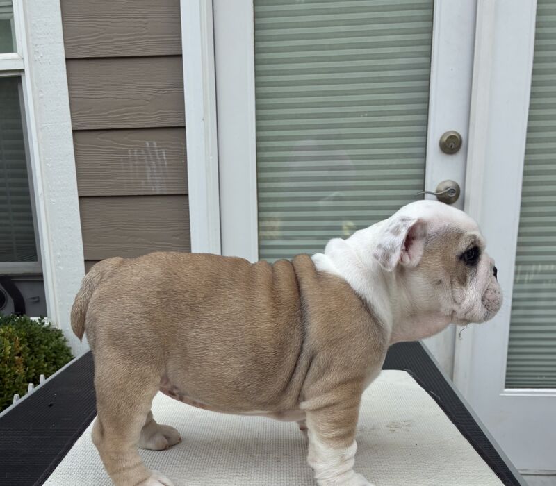 K&K Fat Bottom Bulldogs