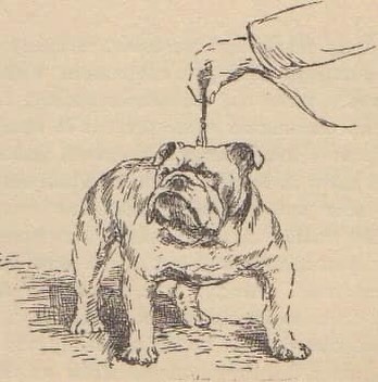 bulldogdom