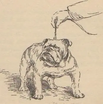 bulldogdom