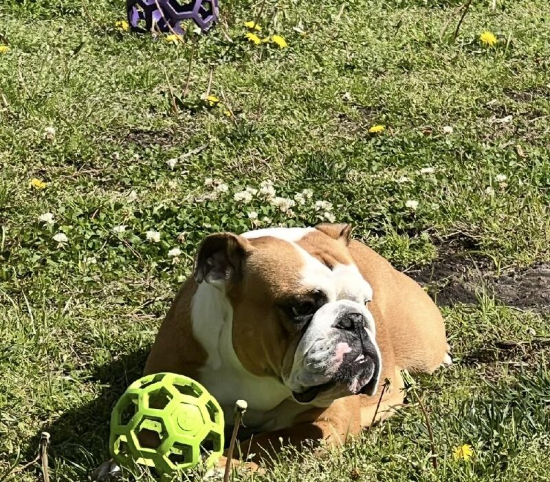Laura & Mike Manteo Bulldogs