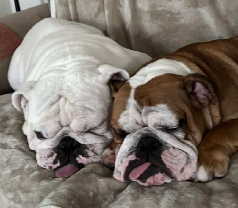 Laura & Mike Manteo Bulldogs