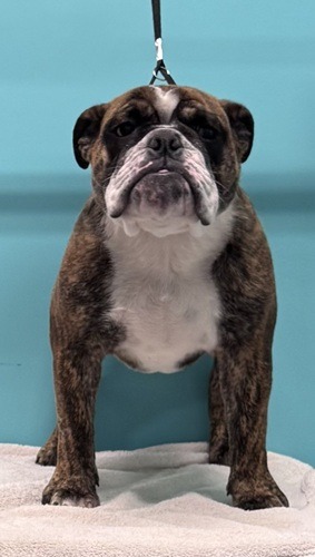 Dee Sampey - Trinity Bulldogs
