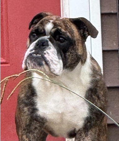 Dee Sampey - Trinity Bulldogs