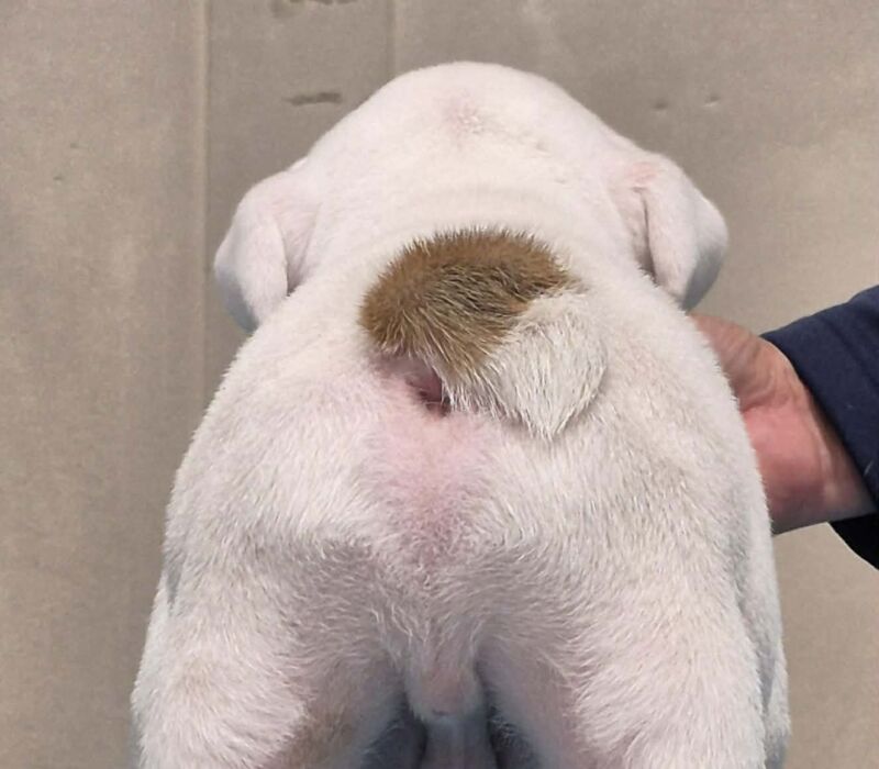 Rocky Mountain Bulldogs