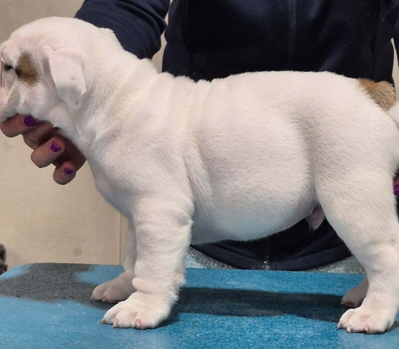 Rocky Mountain Bulldogs