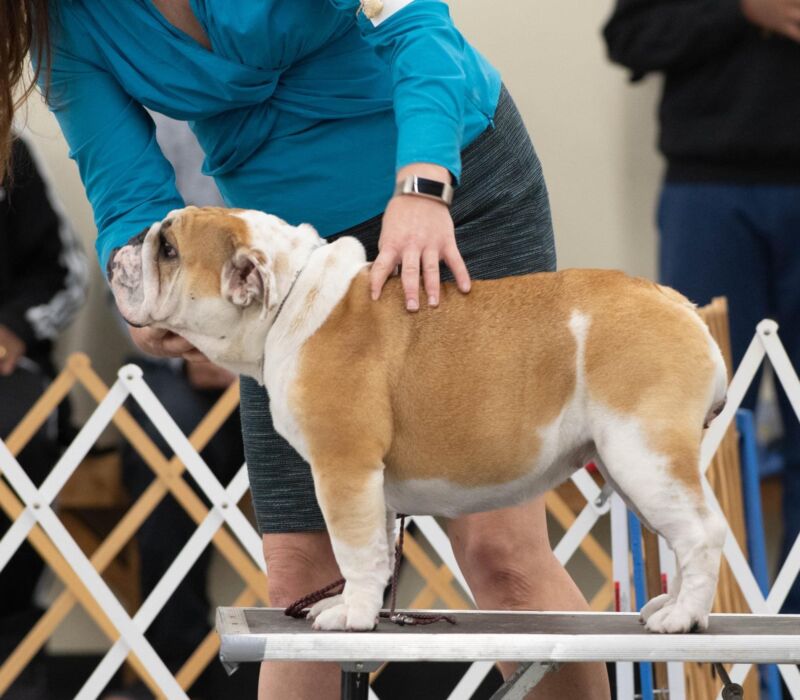 B-Loved Bulldogs, Betsy Love