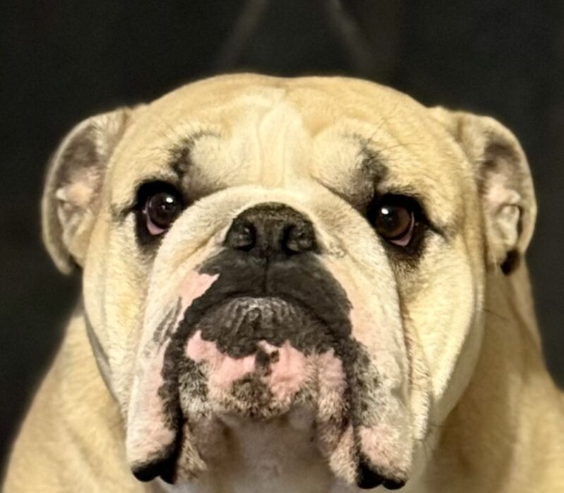 B-Loved Bulldogs, Betsy Love