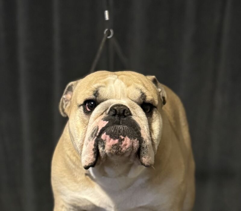 B-Loved Bulldogs, Betsy Love
